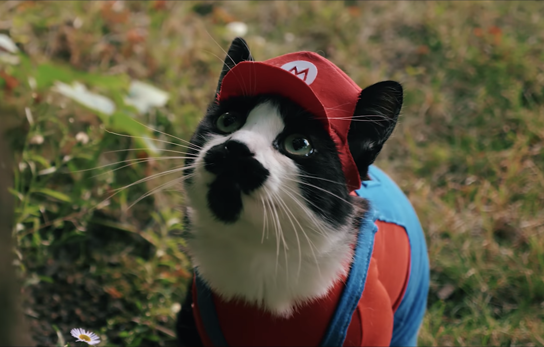 You are currently viewing Super Mario Cat Bros. должна стать настоящей игрой!